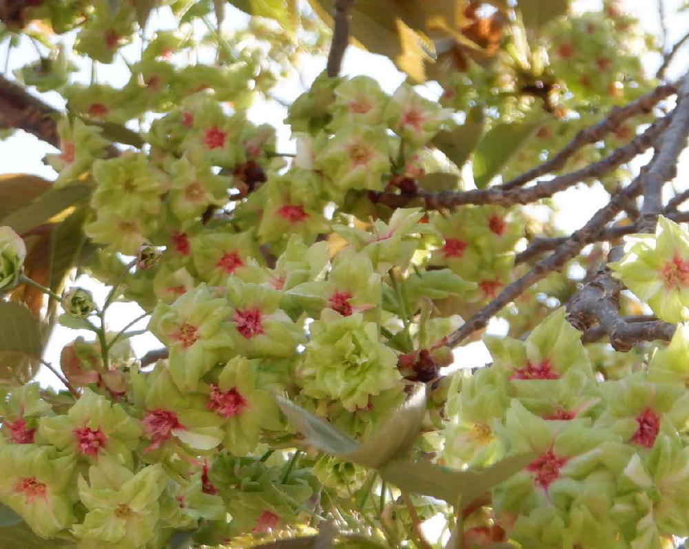 御衣黄桜