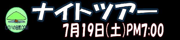 ナイトツアー・真夏の夜
