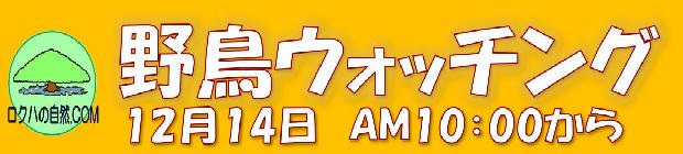 野鳥ウォッチング